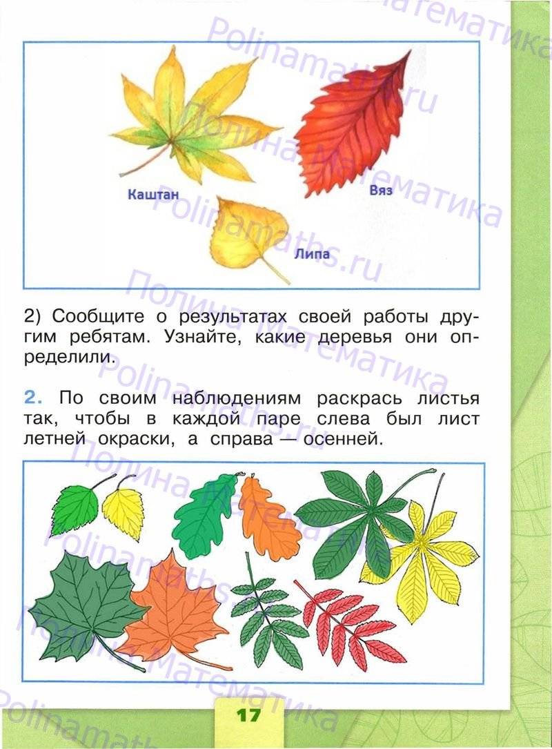 Окружающий мир 1 класс плешаков фгос. Тетрадь окружающий мир 1 класс школа России. Окружающий мир 1 класс школа России ФГОС. Задания по окружающему миру 1 класс из листьев. Задание окружающий мир 1 класс стр 17.