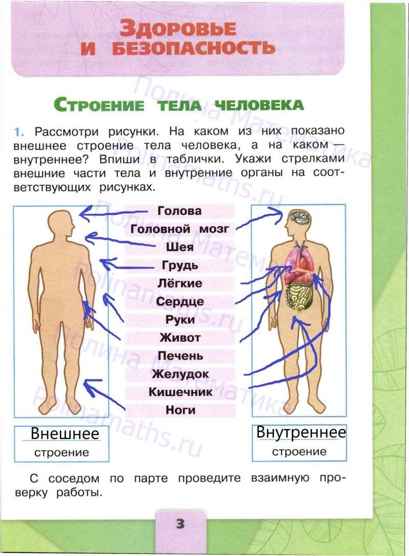 Окружающий мир 3 организм человека рабочая тетрадь. Рабочая тетрадь окружающий мир 2 класс школа России. Окружающий мир 2 класс 2 часть рабочая тетрадь страница 55. Окружающий мир 2 класс рабочая тетрадь стр 55. Окружающий мир 2 класс 2 часть страница 3 строение тела человека.