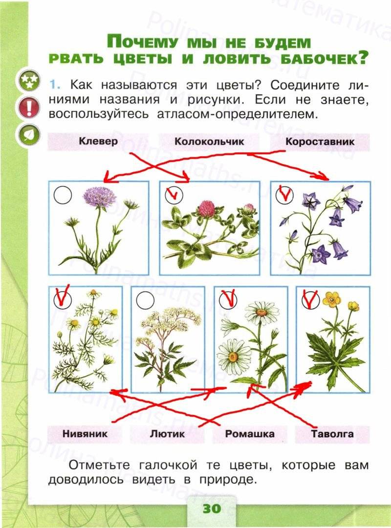 Как называются эти цветы соедините линиями названия и рисунки 1 класс