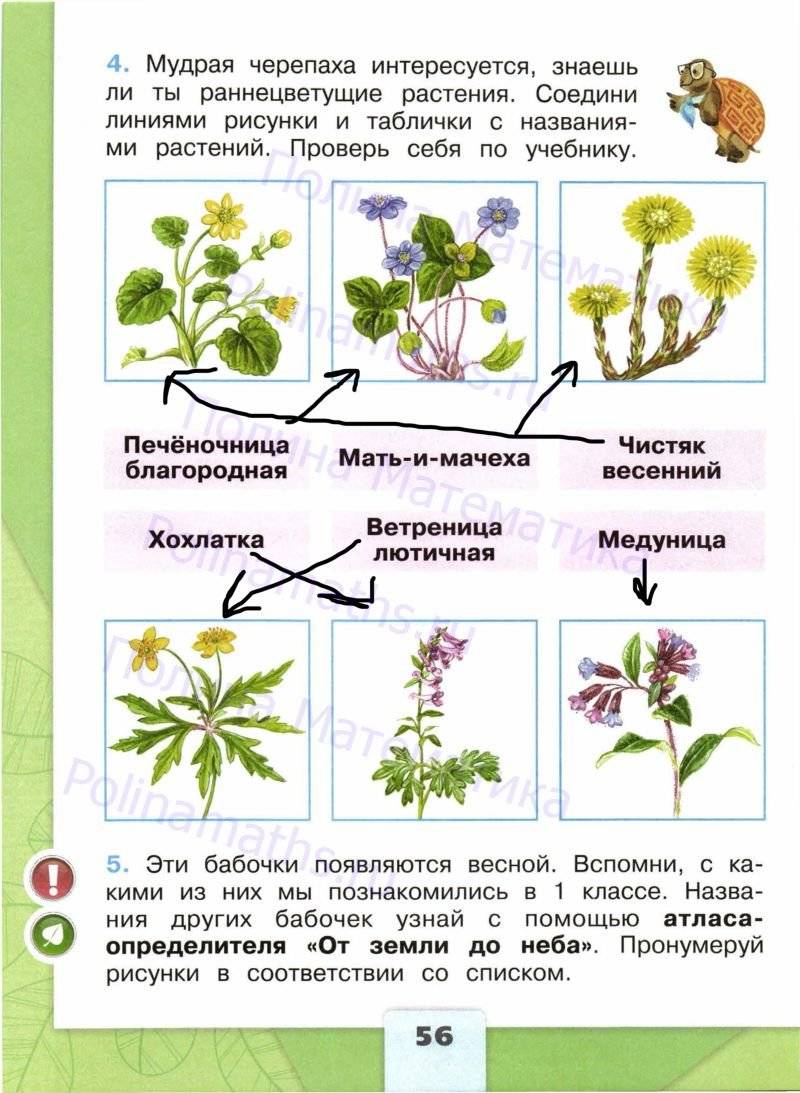 Окружающий мир какие бывают растения рабочая тетрадь. Какие бывают растения рабочая тетрадь. Окружающий мир 2 класс страница 56 номер 2. Какие бывают растения 2 класс окружающий мир рабочая тетрадь. Какие бывают растения 2 класс окружающий мир ответы.