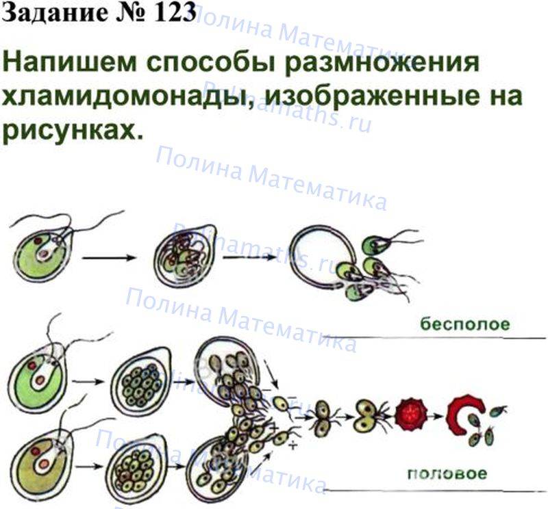 Биология 6 фгос. Биология 6 класс Сонин с белкой. Учебник по биологии 6 класс Сонин с белкой. Учебник по биологии 6 класс с белкой. Биология 6 кл белочки.