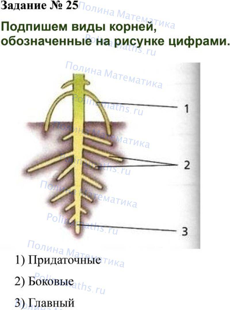 Придаточные корни обозначены на рисунке цифрой