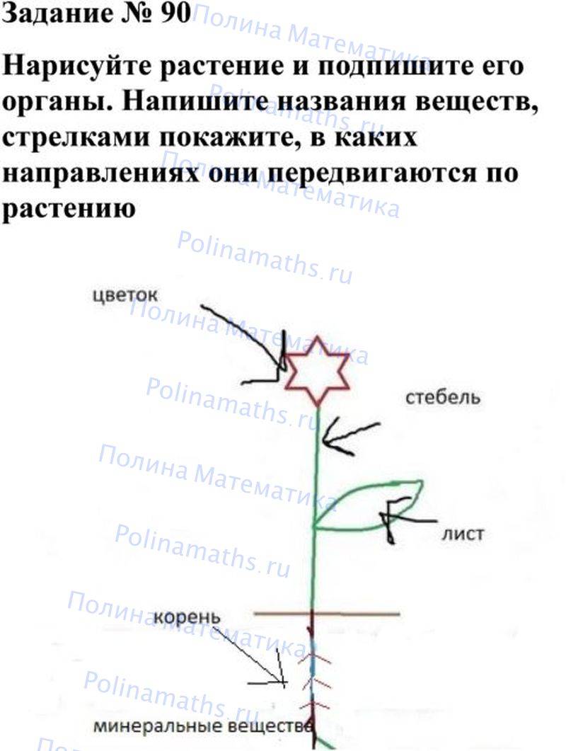 Схема транспорта в растении. Схема передвижения веществ у растений. Передвижение веществ по растению. Нарисуйте растение и подпишите его органы. Схема транспортных веществ в срезанных цветов.